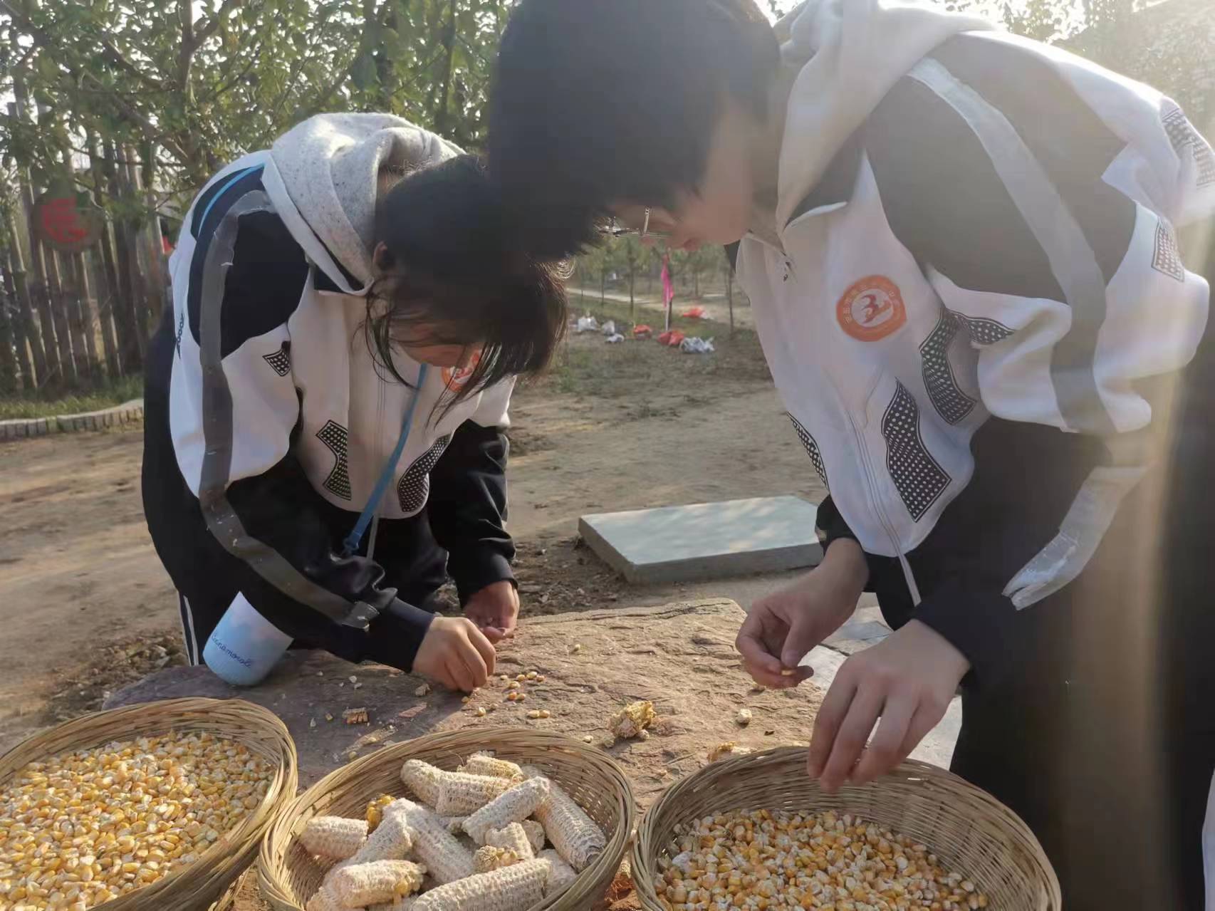 劳动教育