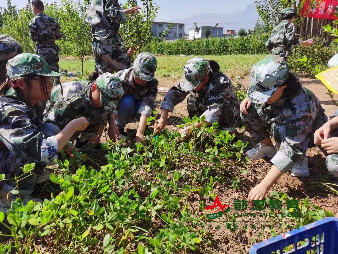 劳动教育